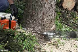 Best Stump Grinding and Removal  in Somerville, NJ