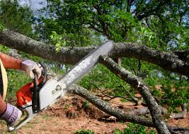 Best Tree Preservation Services  in Somerville, NJ