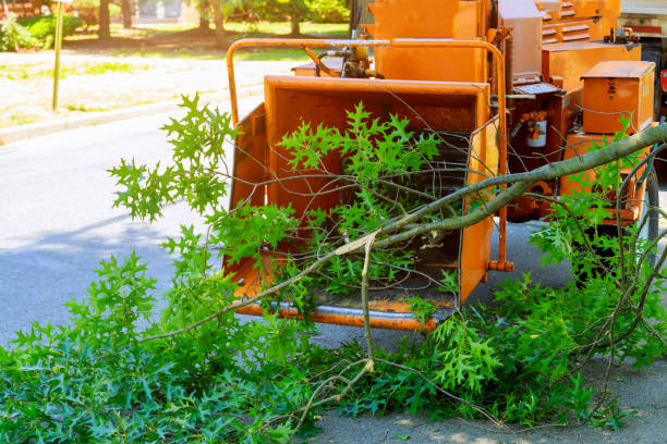 Best Tree Removal  in Somerville, NJ