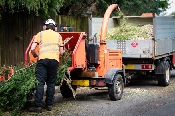 Best Pest Control for Lawns  in Somerville, NJ