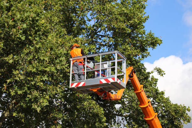 Best Grass Overseeding  in Somerville, NJ