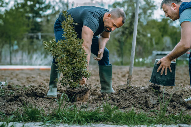Best Tree Mulching  in Somerville, NJ