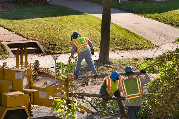 How Our Tree Care Process Works  in  Somerville, NJ