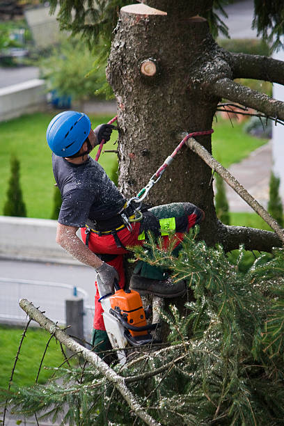 Best Hazardous Tree Removal  in Somerville, NJ