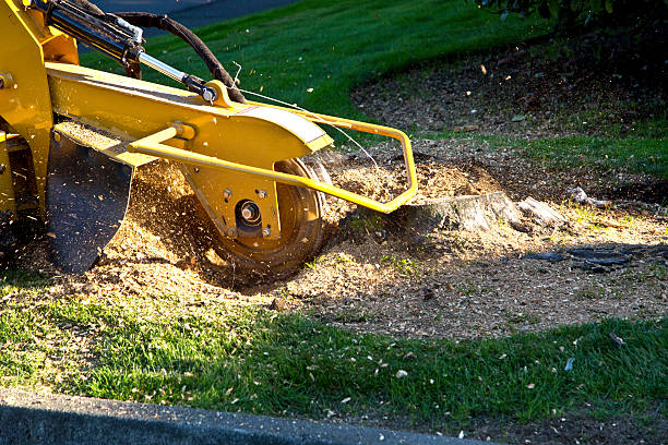 Leaf Removal in Somerville, NJ
