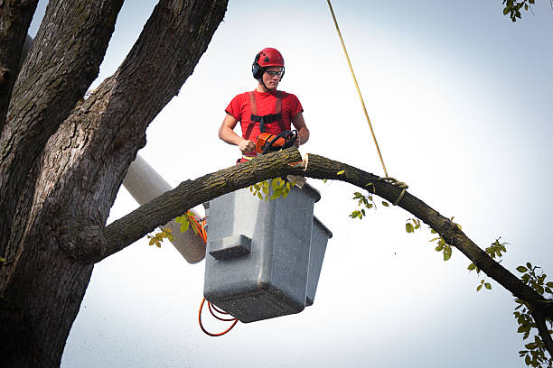 Best Tree Disease Treatment  in Somerville, NJ