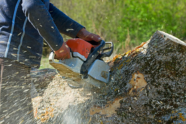 Best Tree Maintenance Programs  in Somerville, NJ