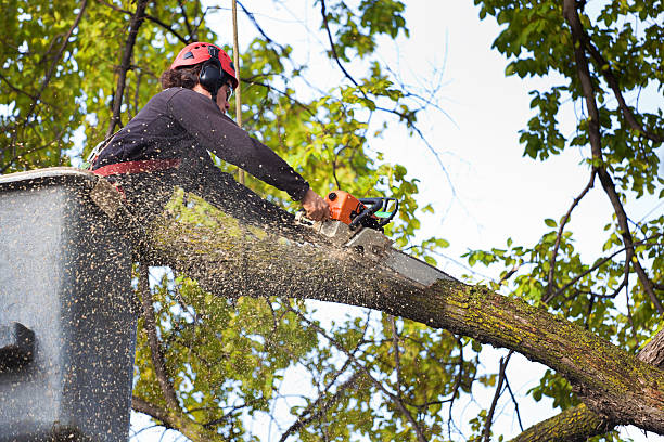 Professional Tree Services in Somerville, NJ