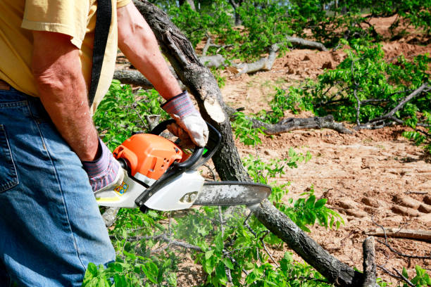 Best Tree Cabling and Bracing  in Somerville, NJ